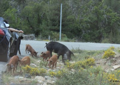 Cochons sauvages - Corse- Corsica Tour - Corse GT Classic